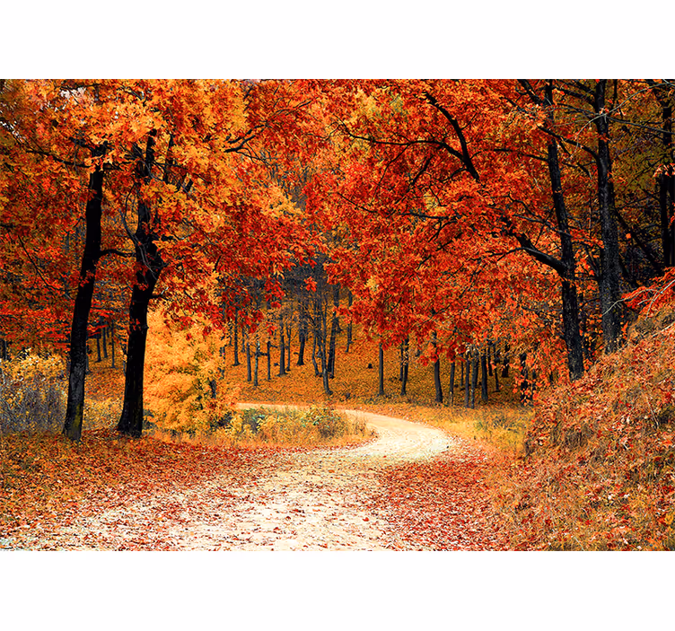 Natuur behang herfst bospad - TenStickers