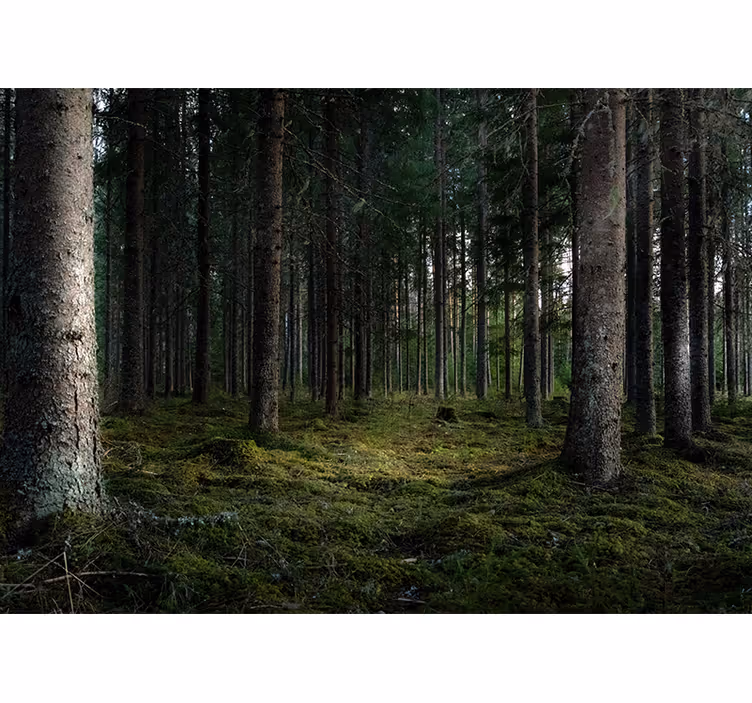 Rustig landschap foto behang bos - TenStickers