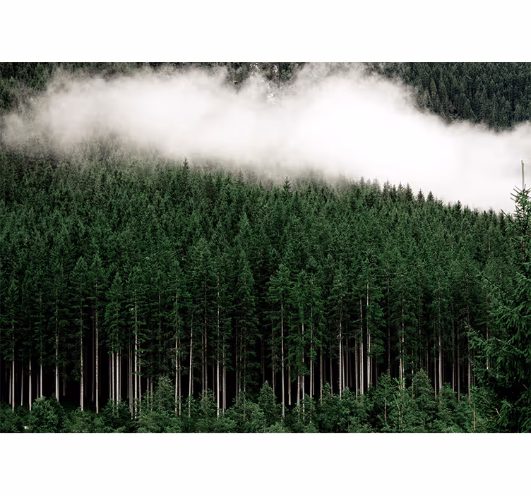 Fotobehang natuur majestueuze boslandschappen - TenStickers