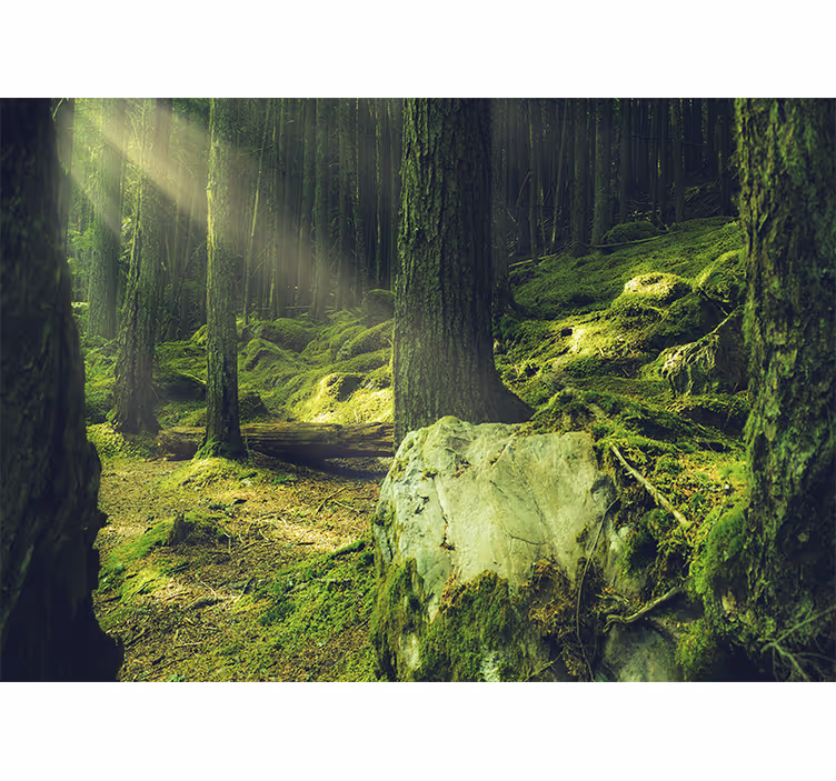 Natuur behang zonlicht door bomen - TenStickers