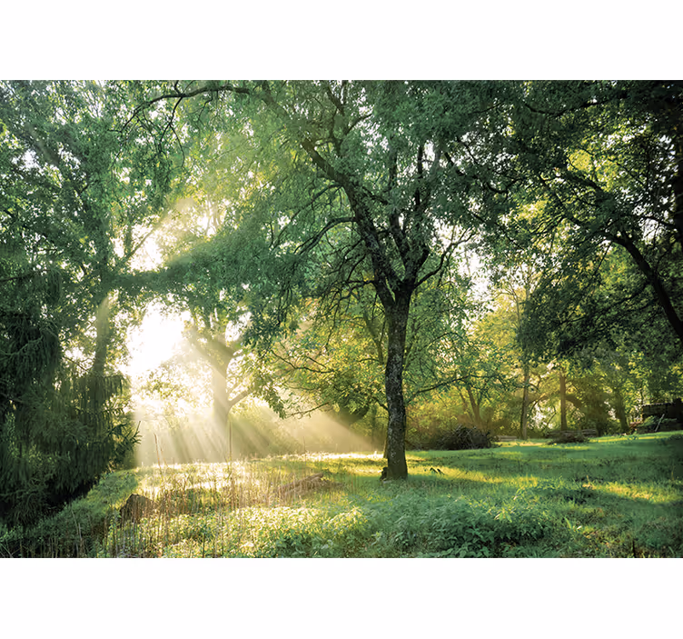 Fotobehang natuur vredig zonovergoten bos - TenStickers