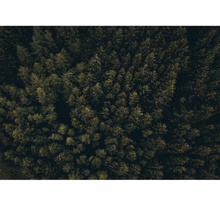 Fotobehang natuur weelderig groen bladerdak - TenStickers