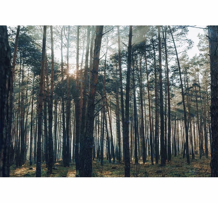 Foto behang bos serene dennenbos - TenStickers