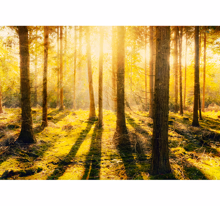 Fotobehang natuur zonovergoten boslandschap - TenStickers