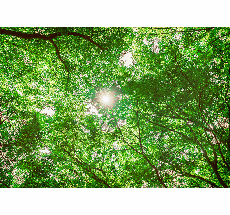 Fotobehang natuur canopy boomtoppen uitzicht - TenStickers