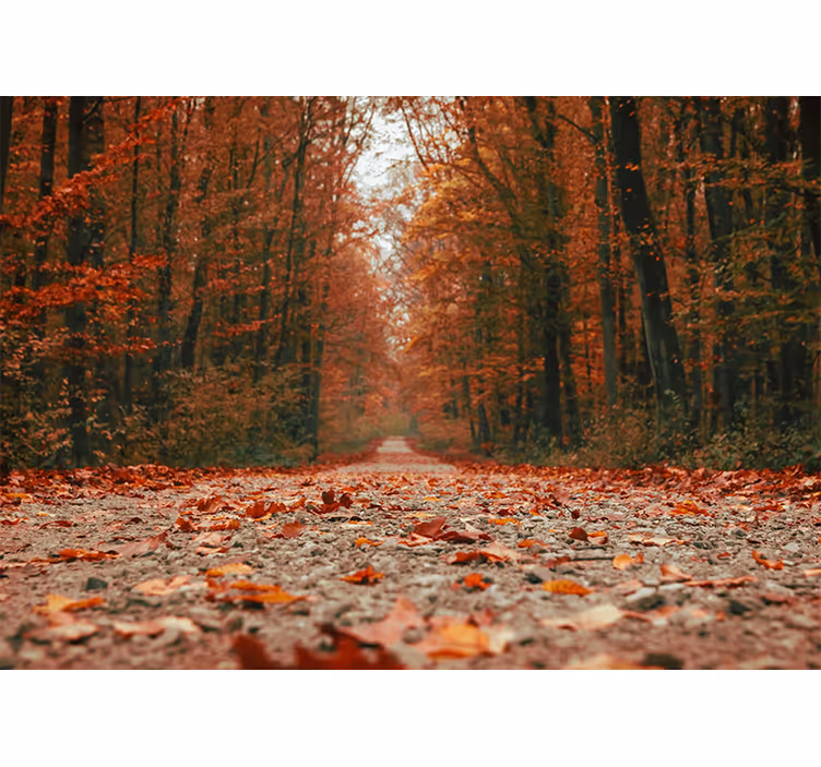 Behang bos herfstpad route - TenStickers