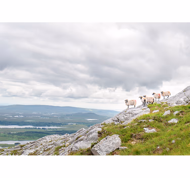 Fotobehang verschillende dieren lammetjes op hellingen - TenStickers