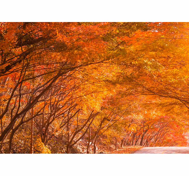 Foto behang bos herfstwoudpad - TenStickers