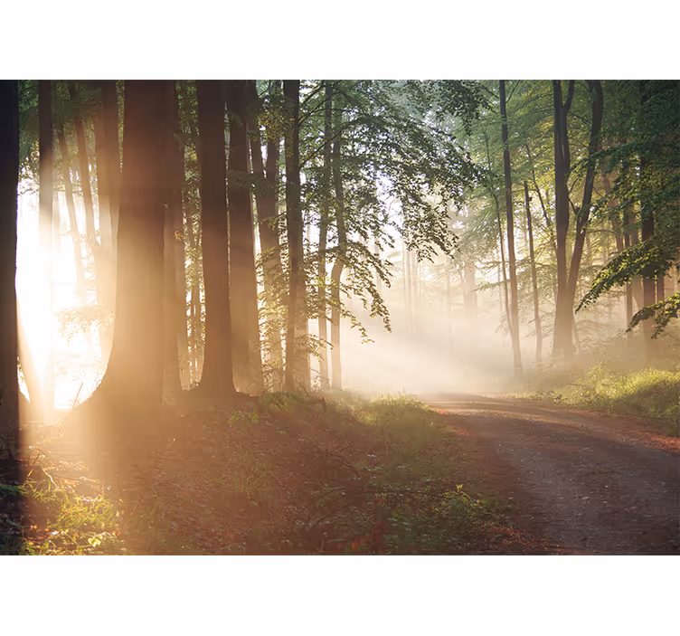 Natuur behang serene bosstralen - TenStickers