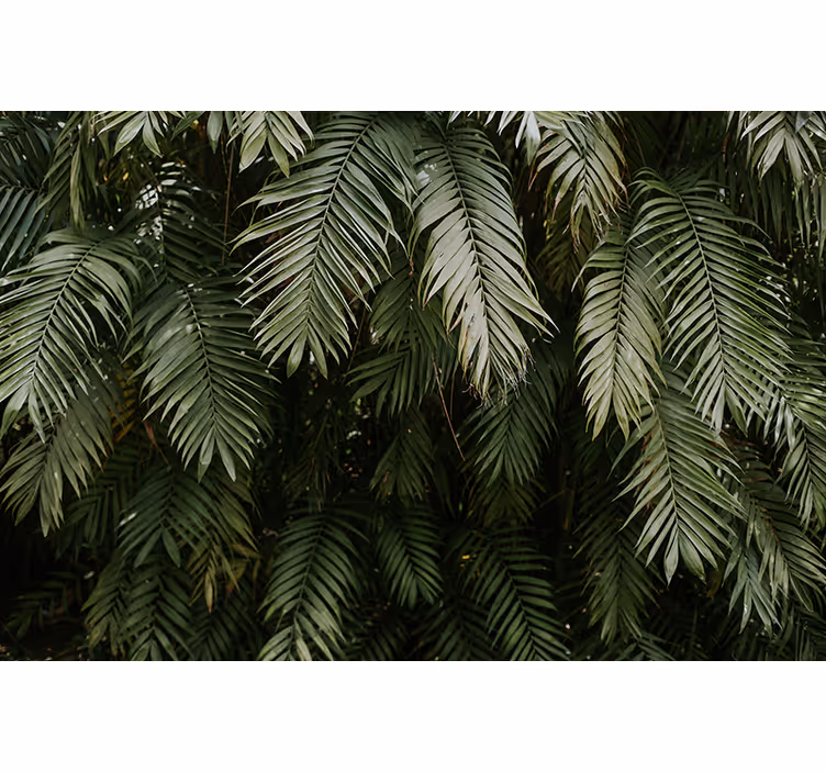 Fotobehang natuur tropische groenery - TenStickers