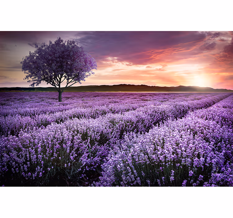 Bloemen foto behang lavendelweide schemering - TenStickers