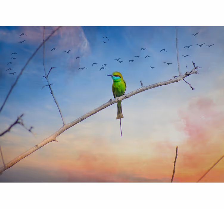 Foto behang dieren vogel op tak - TenStickers