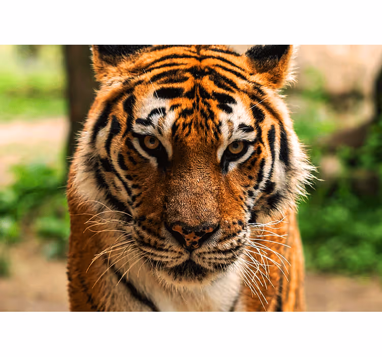 Foto behang dieren koninklijke tijger afbeelding - TenStickers