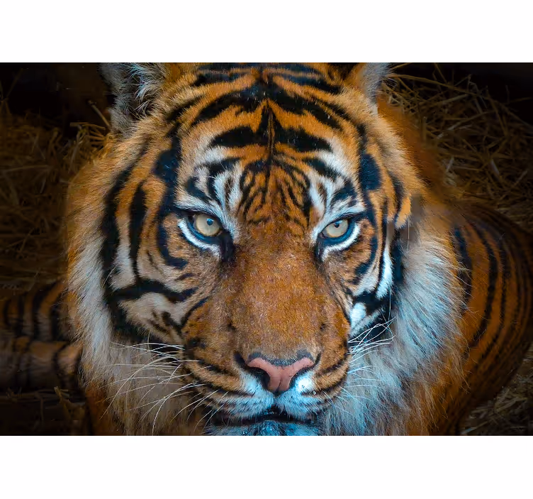 Foto behang dieren koning tijger illustratie - TenStickers