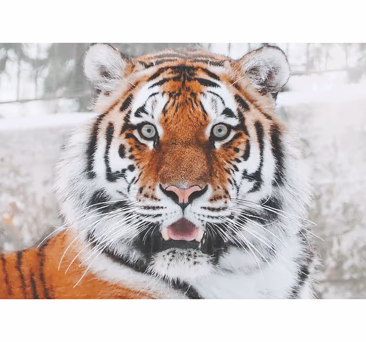 Foto behang dieren koning tijger weergave - TenStickers
