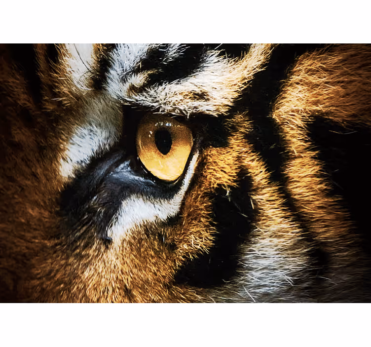 Intense tijgerblik foto behang dieren - TenStickers