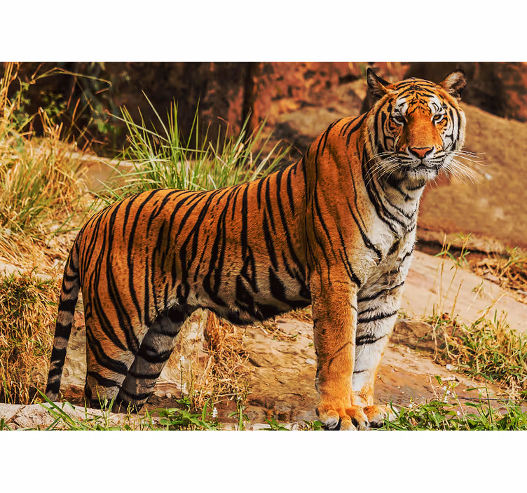 Foto behang dieren majestueuze tijger aanwezigheid - TenStickers