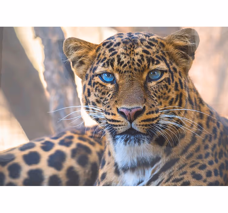 Foto behang dieren luipaardportret van dichtbij - TenStickers