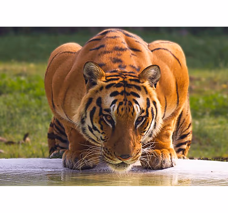 Foto behang dieren koninklijke tijger pose - TenStickers