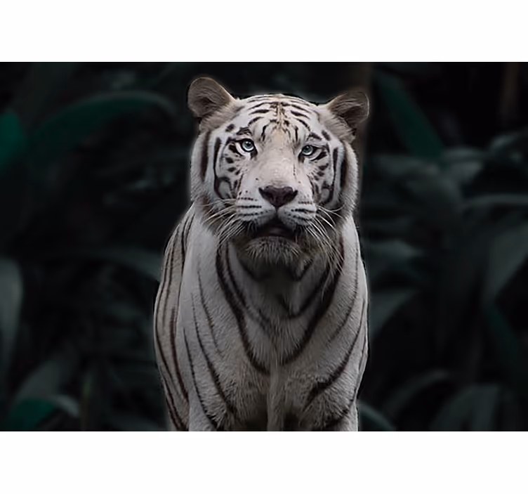Foto behang dieren regal witte tijger - TenStickers
