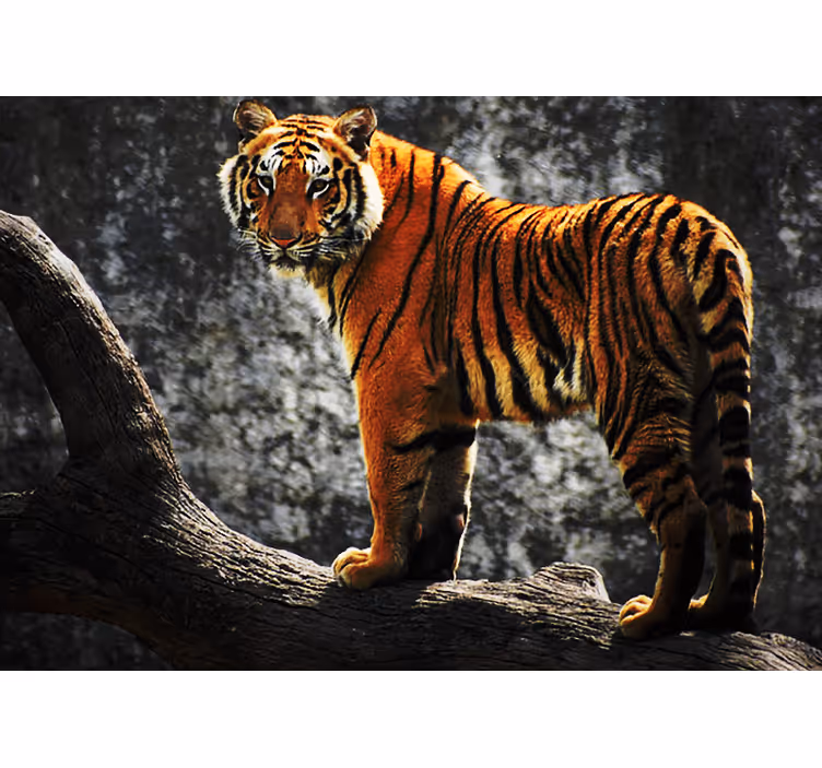 Foto behang dieren koninklijke tijgerhouding - TenStickers