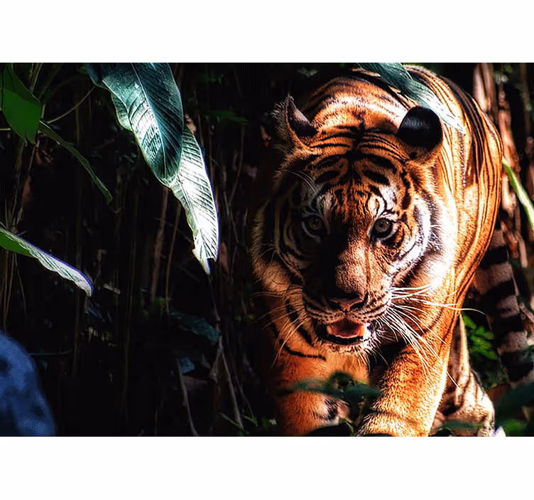 Foto behang dieren majestueuze tijger loert - TenStickers