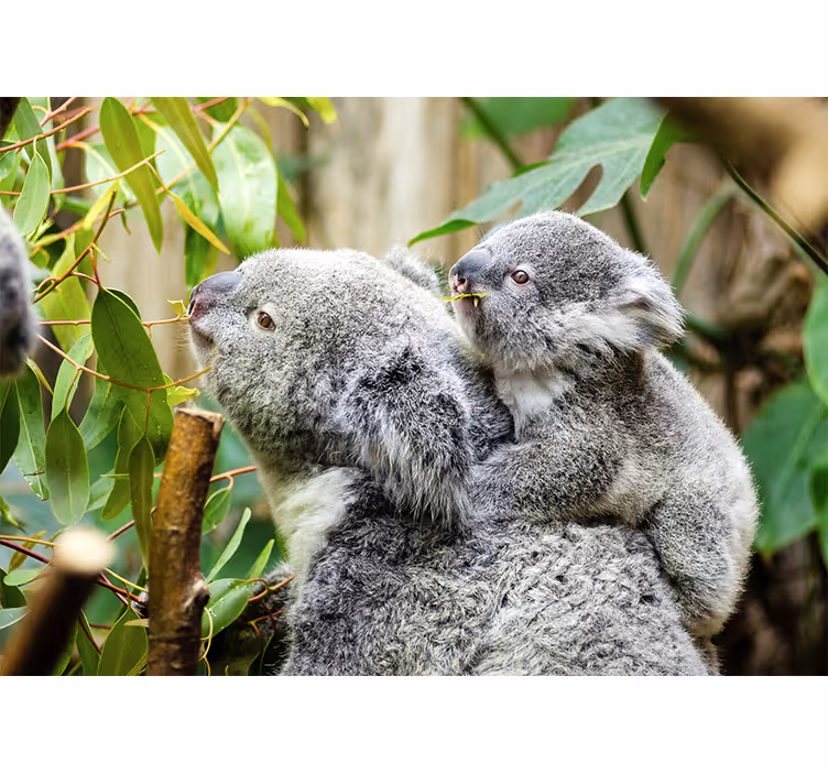 Foto behang dieren koala's op boom - TenStickers