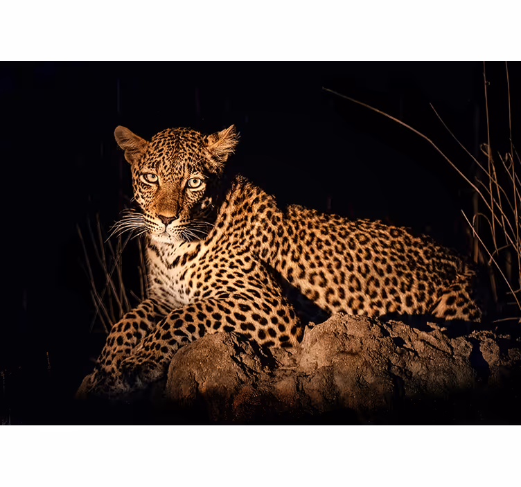 Luipaard in de schijnwerpers fotobehang verschillende dieren - TenStickers