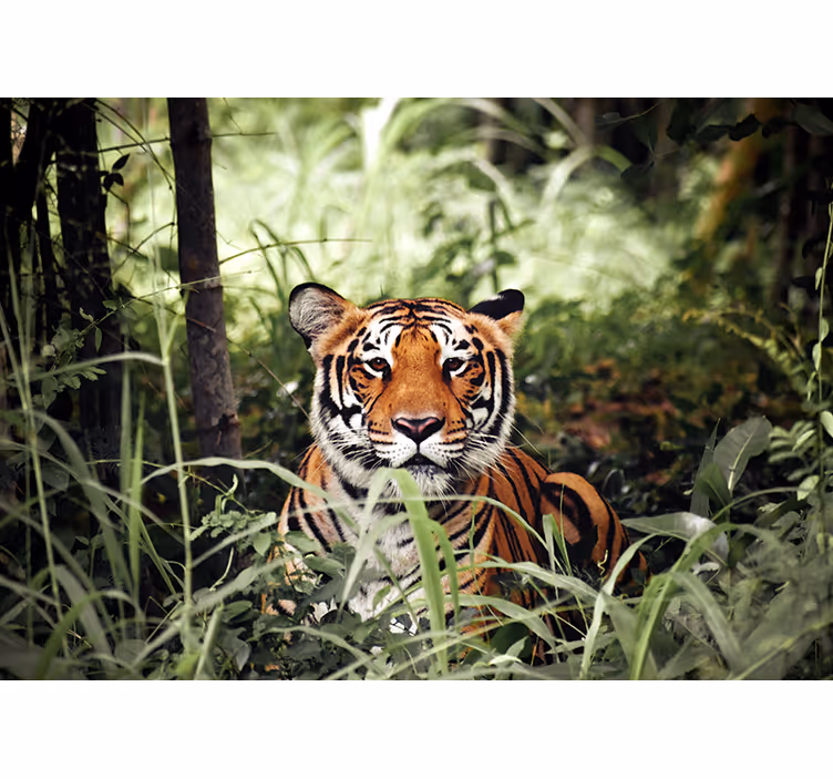 Foto behang dieren koninklijke tijger beleving - TenStickers