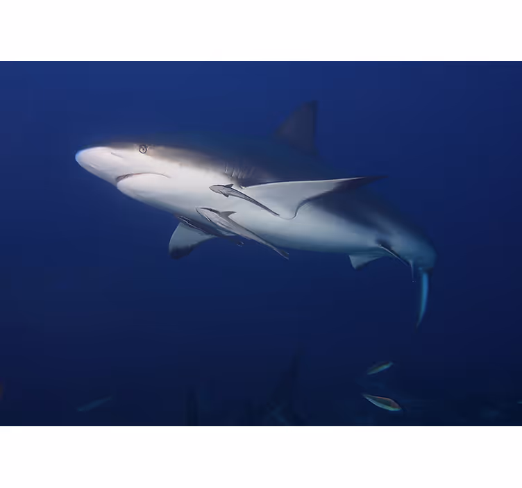 Foto behang dieren majestueuze haai zwemmen - TenStickers