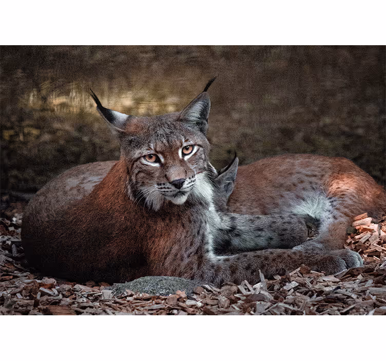 Foto behang dieren lynx slapend paar - TenStickers