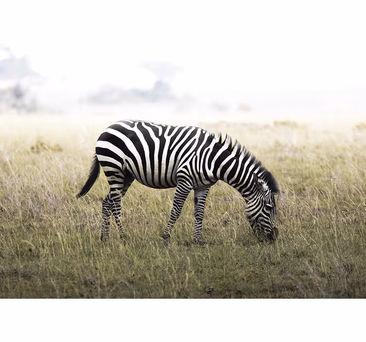 Foto behang dieren zebra graast serenely - TenStickers