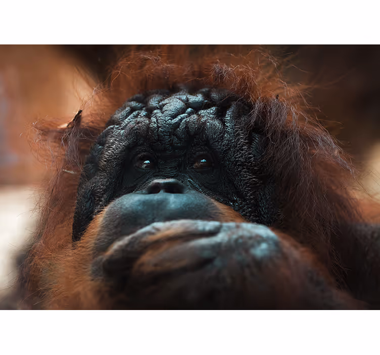 Foto behang dieren orangutans doordachte blik - TenStickers