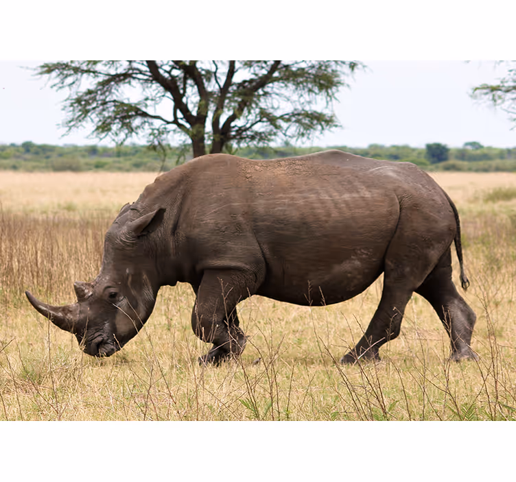Foto behang dieren neushoorn in de serengeti - TenStickers