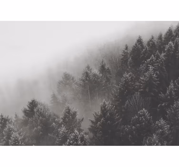 Foto behang bos mistige dennenlandschap - TenStickers
