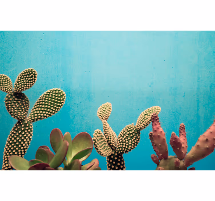 Fotobehang cactussen met blauwe muur - TenStickers