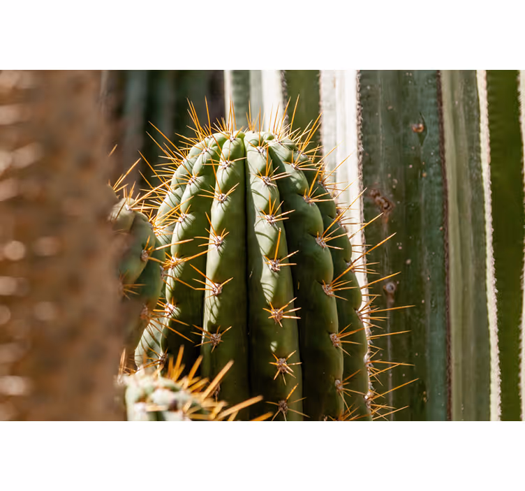 Muurschildering close-up cactus behang - TenStickers