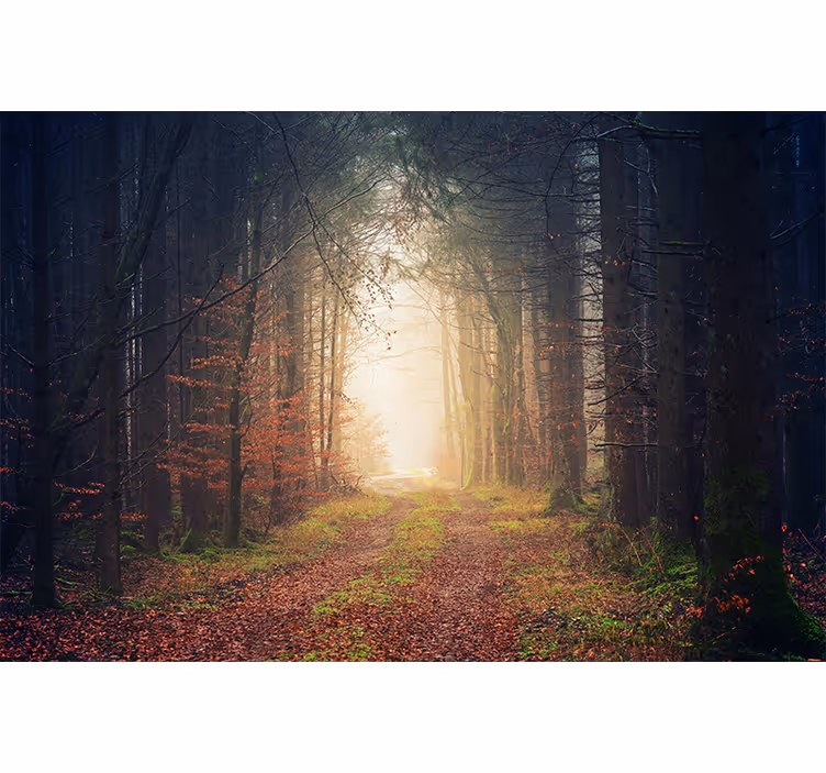 Herfst weg Fotobehang bos - TenStickers