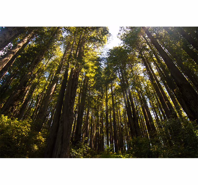 Grote bomen Fotobehang bos - TenStickers