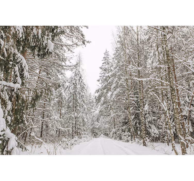 Winter dag Fotobehang bos - TenStickers