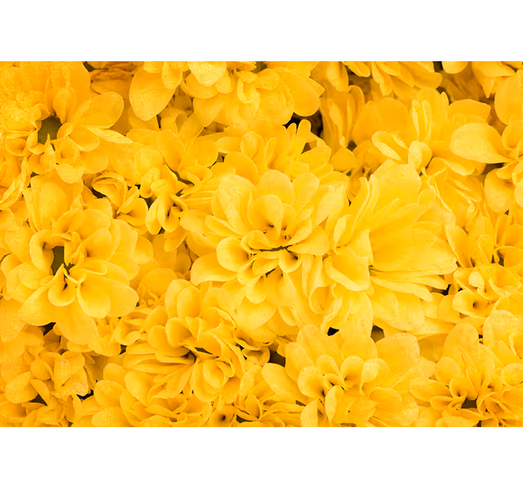 Bloemenblaadjes Foto behang geel - TenStickers