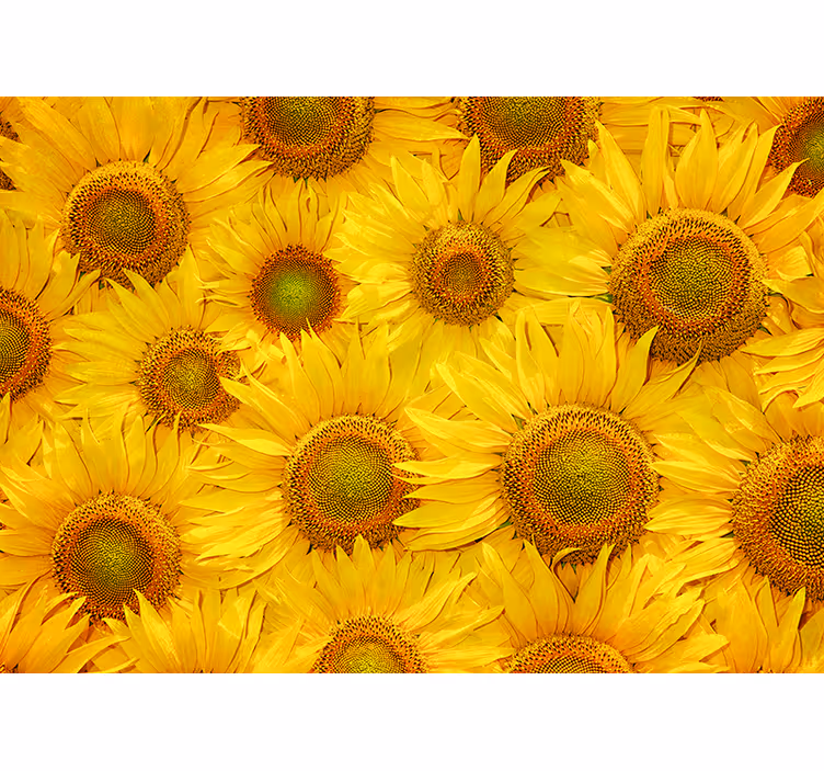 Zonnebloemen Fotobehang woonkamer - TenStickers