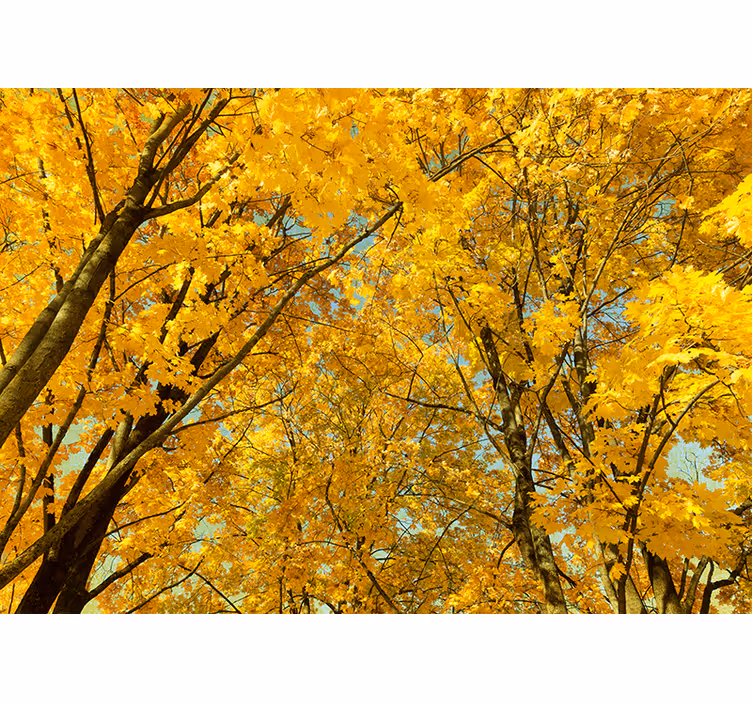 Gele herfstbladeren Fotobehang boom - TenStickers