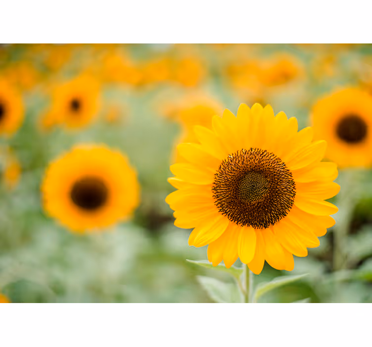 Middelpunt van de zonnebloem bloemen foto behang - TenStickers