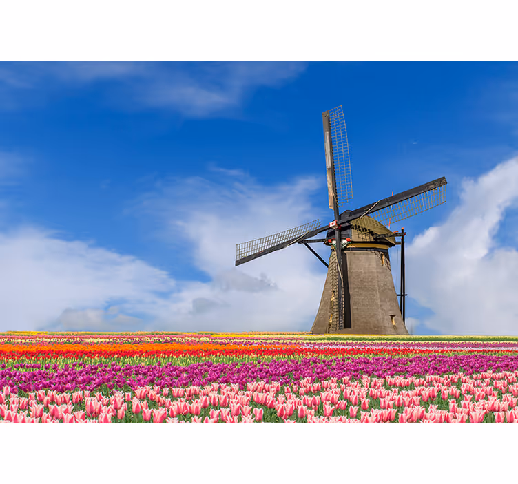 Windmolen in tulpenveld fotobehang Amsterdam - TenStickers