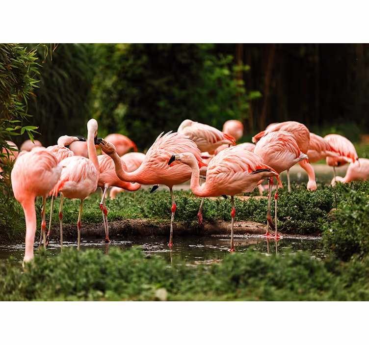 Flamingo-bijeenkomst foto behang dieren - TenStickers