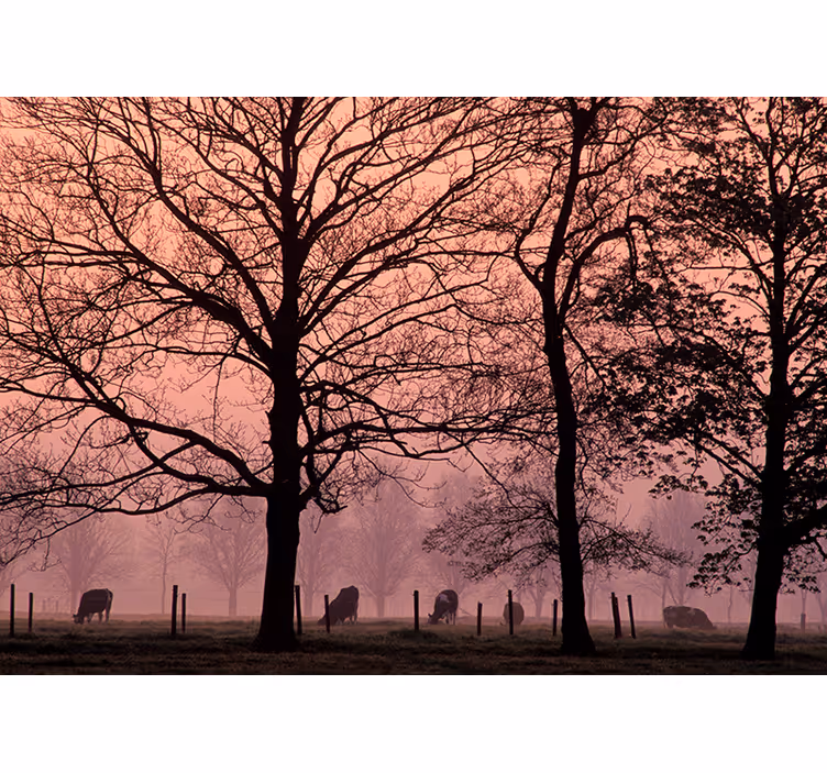 Mistig boomlandschap fototapet landschap - TenStickers