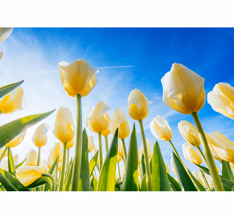 Zonovergoten veld fotobehang tulpen - TenStickers