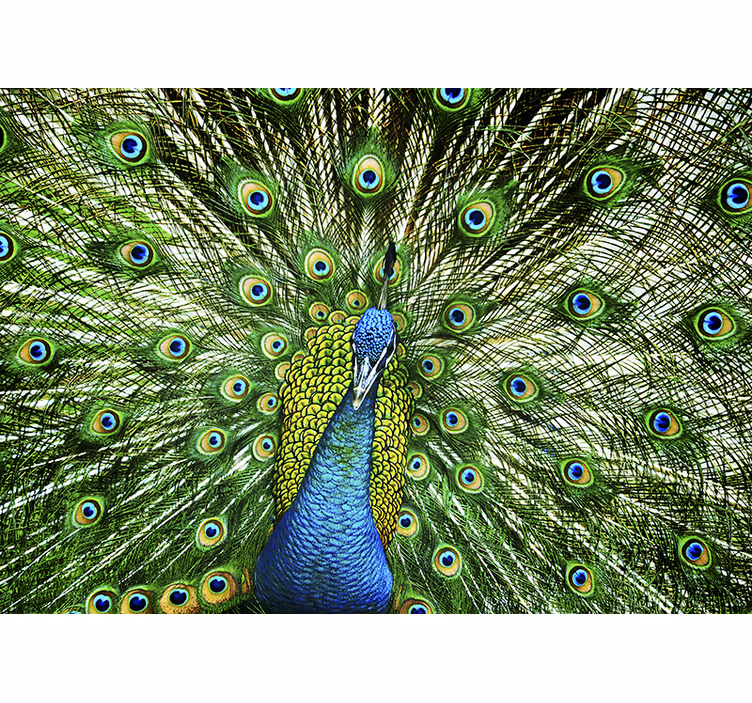 Pauwenveren display foto behang dieren - TenStickers