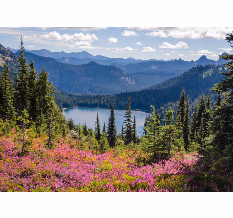 Foto behangpapier natuur Bos met zonneflits en paarse bloemen - TenStickers